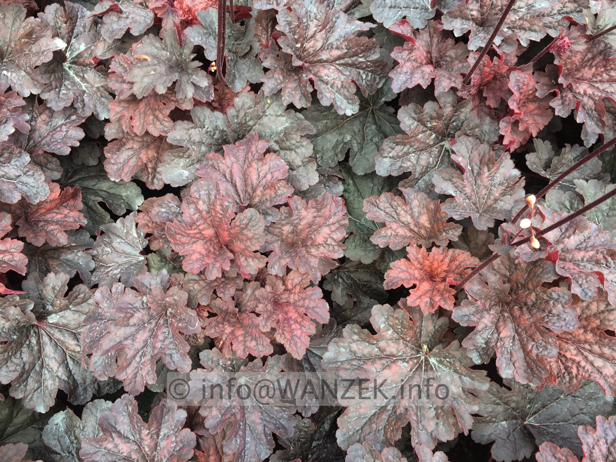 Heuchera Hybride Cajun Fire 02.JPG
